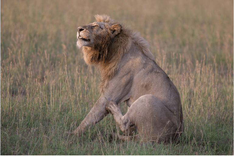 A lion in Maasai Mara