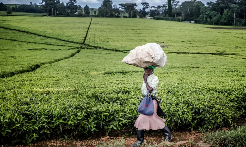 Tea Plantations In Kericho