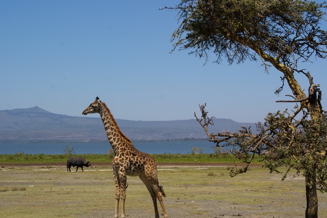 A giraffe in Naivasha