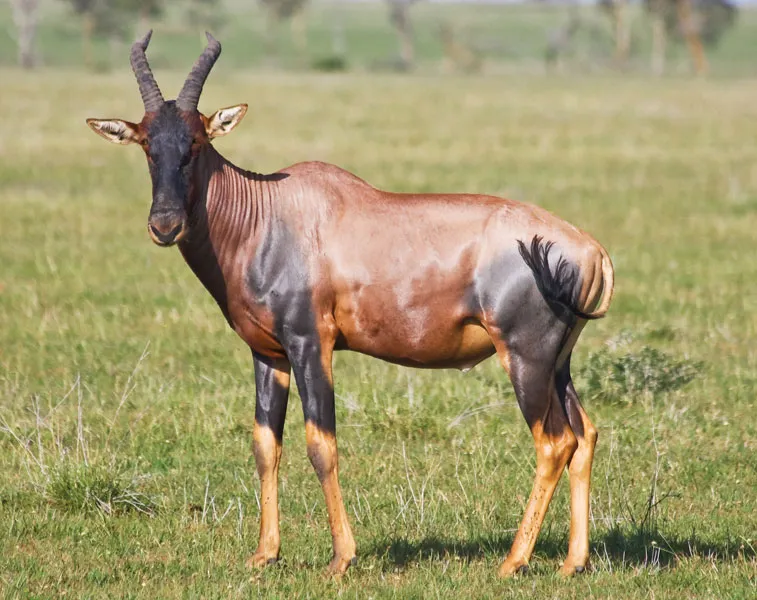 Things to do in Garissa include watching the topi antelope