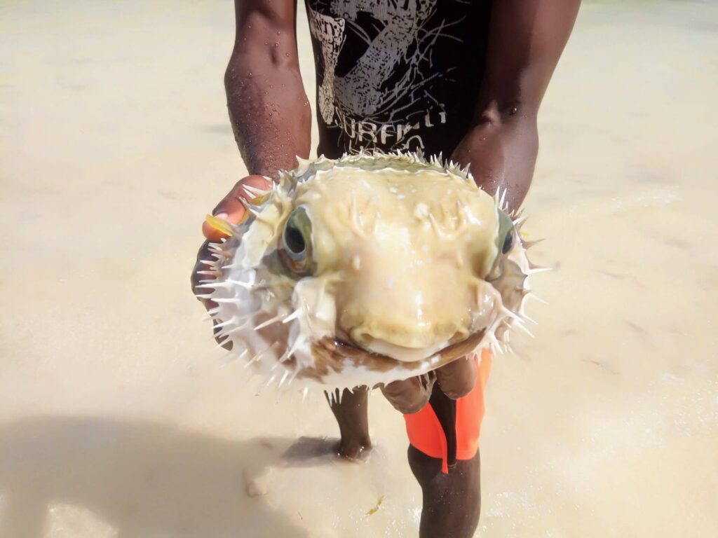 A fish in Watamu beach in Kenya