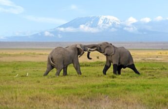 The best and fun things to do in Amboseli