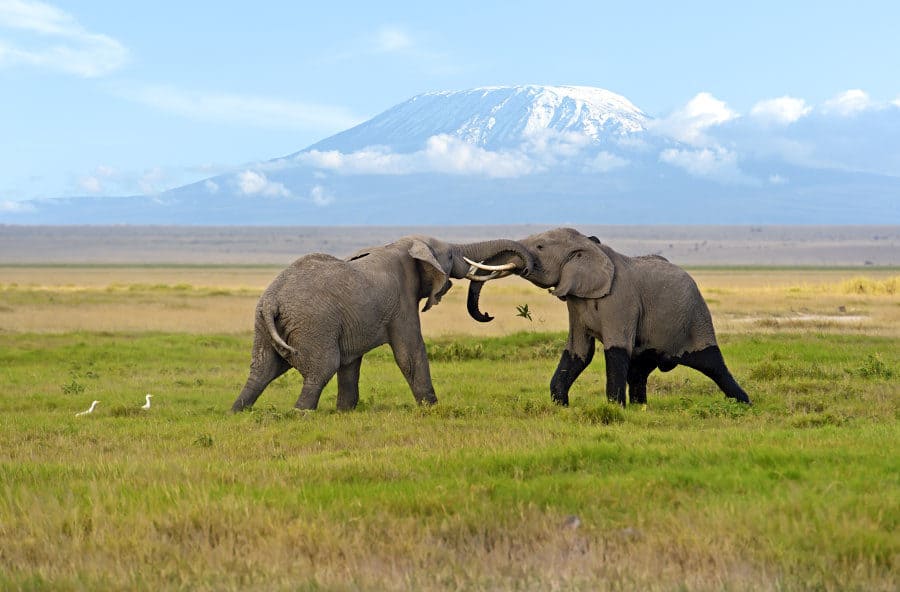 Things To Do In Amboseli