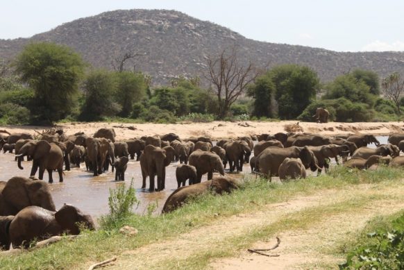 Buffalo Springs National Reserve In Isiolo