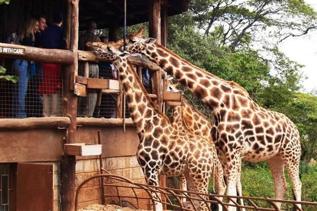 Giraffe Centre In Nairobi