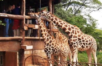 Giraffe Centre In Nairobi